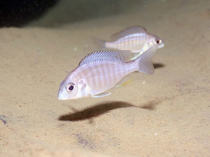 Lethrinops sp. 'micrentodon makokola' Makokola Reef